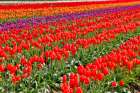 USA, Washington State. Skagit Valley, tulips grown in field Art Print